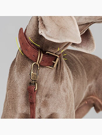 Collare per cani in pelle PELUVIO Rexor - Regolabile