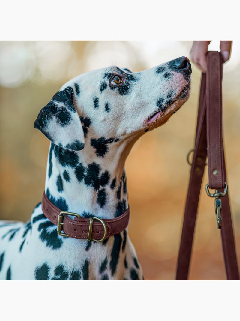 Collare per cani in pelle PELUVIO Rexor - Regolabile Marrone - Kiabi