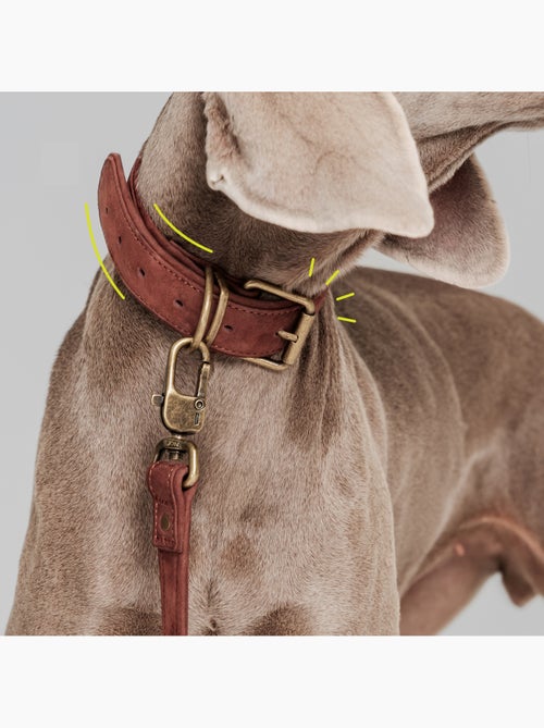 Collare per cani in pelle PELUVIO Rexor - Regolabile - Kiabi Collare per cani in pelle PELUVIO Rexor - Regolabile - Kiabi