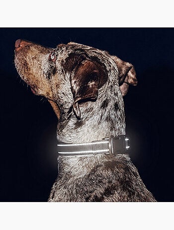 Collare per cani PELUVIO Buddy - Riflettente - Regolabile