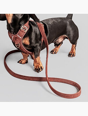 Guinzaglio semplice per cani PELUVIO Regent - 1,7 m