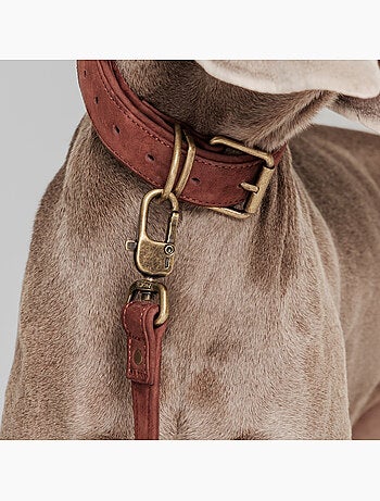 Guinzaglio semplice per cani PELUVIO Regent - 1,7 m