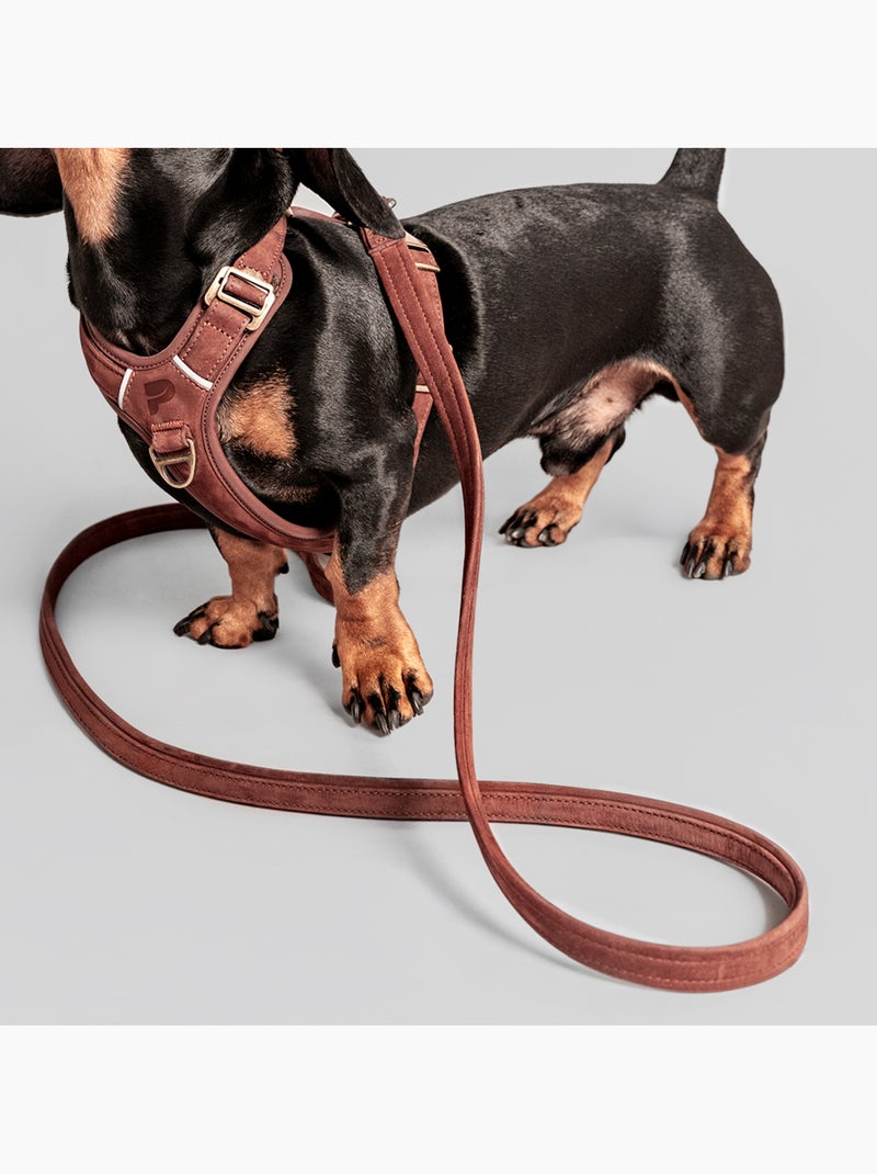Guinzaglio semplice per cani PELUVIO Regent - 1,7 m Marrone - Kiabi