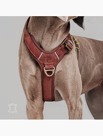 Pettorina per cani in pelle PELUVIO Lord - Regolabile