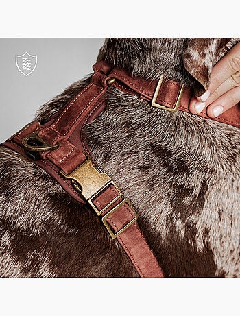 Pettorina per cani in pelle PELUVIO Lord - Regolabile