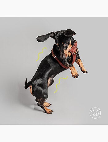 Pettorina per cani in pelle PELUVIO Lord - Regolabile