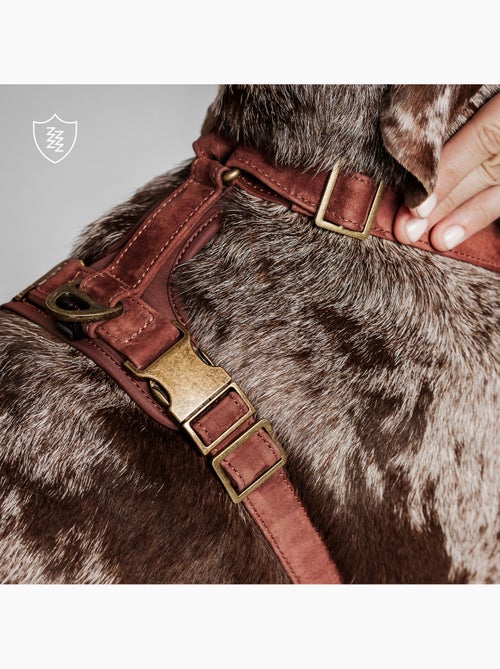 Pettorina per cani in pelle PELUVIO Lord - Regolabile - Kiabi