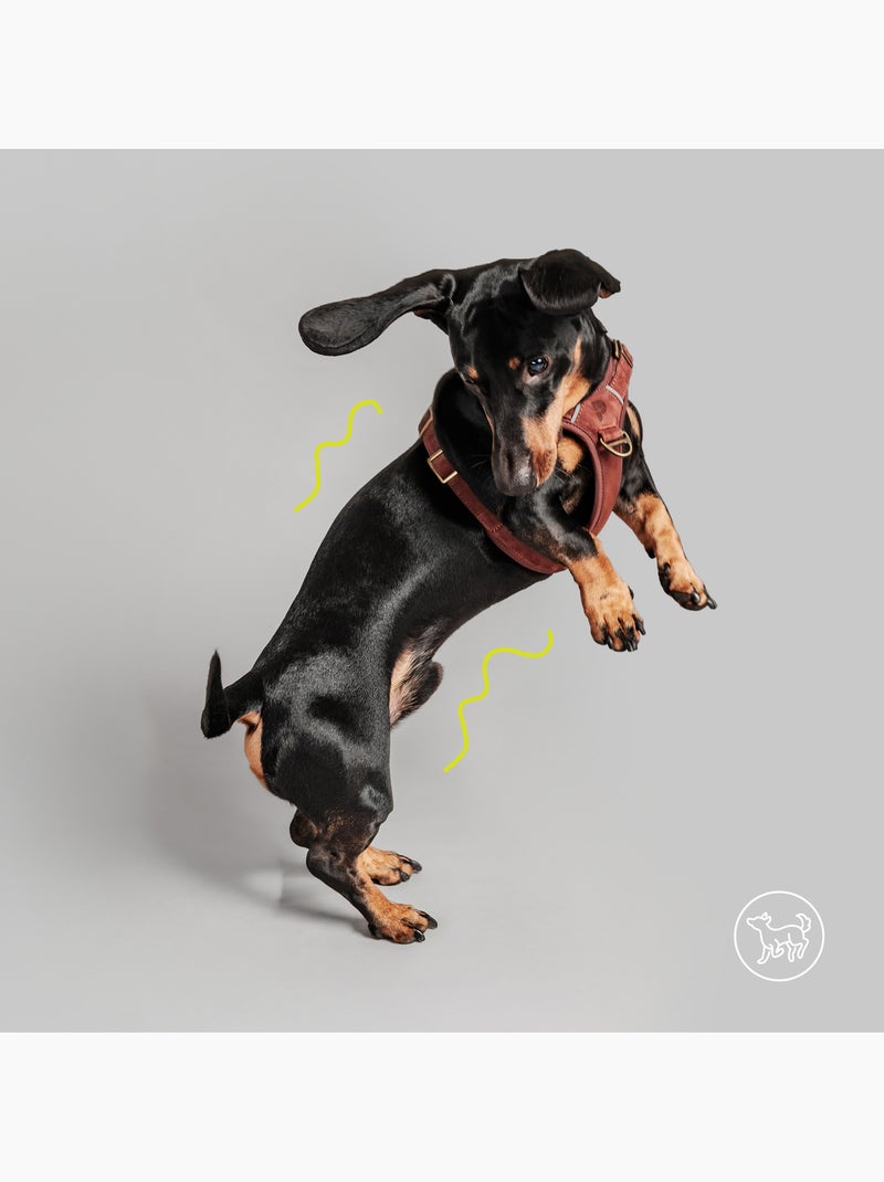 Pettorina per cani in pelle PELUVIO Lord - Regolabile Bordeaux - Kiabi