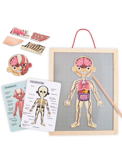 Quadro magnetico anatomia corpo umano legno mamabrum - Kiabi