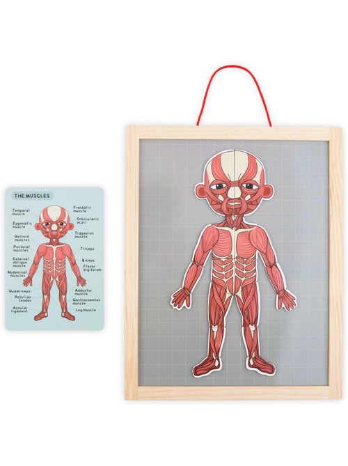 Quadro magnetico anatomia corpo umano legno mamabrum - Kiabi
