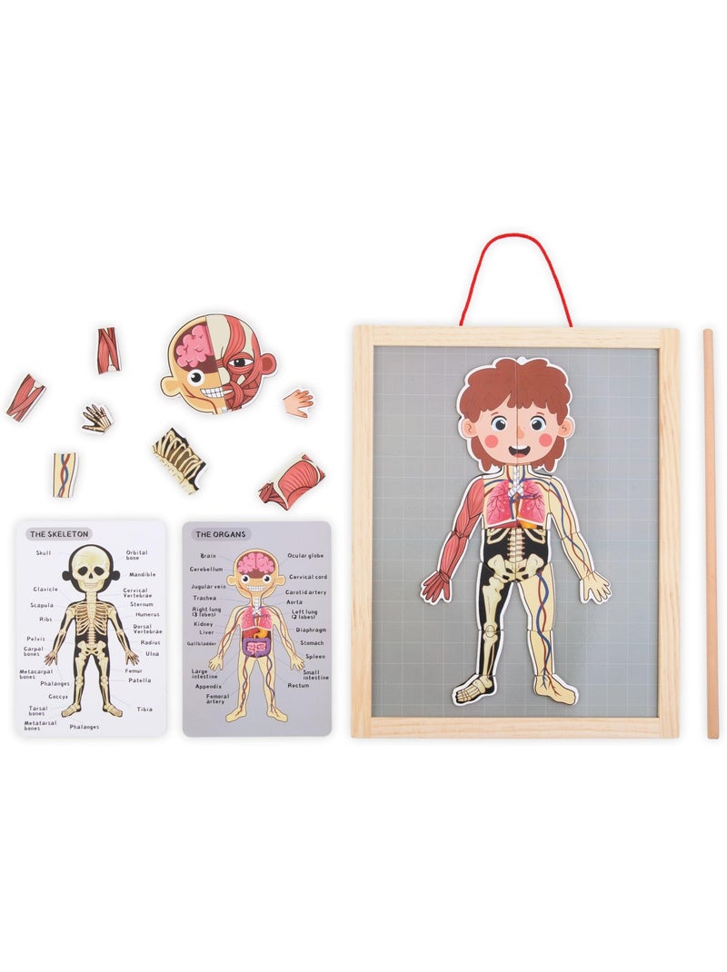 Quadro magnetico anatomia corpo umano legno mamabrum N/D - Kiabi